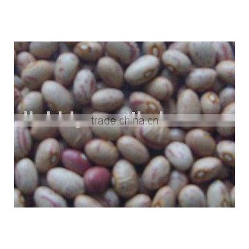 Organic round speckled kidney bean