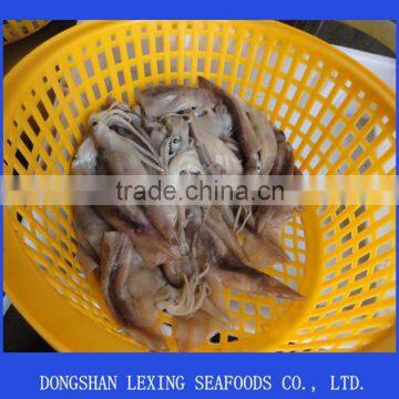 Illex Argentinus Squid for Tuna Bait