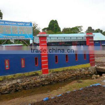 Sell Gracilaria, Euchema Spinosum And Cottoni Seaweeds photo-2