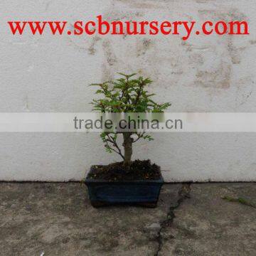 Zanthoxylum Bonsai Ball 15cm