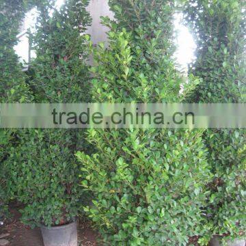 Ficus Microcarpa Shrub Tree photo-2