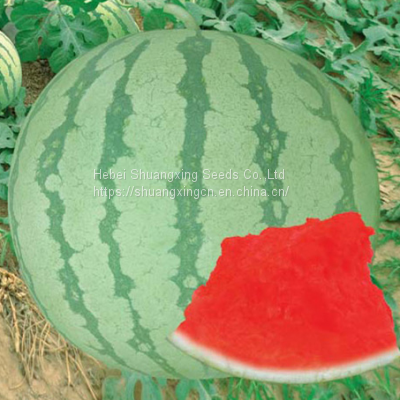 TAW Seedless F1 Hybrid Watermelon Seed Green RED