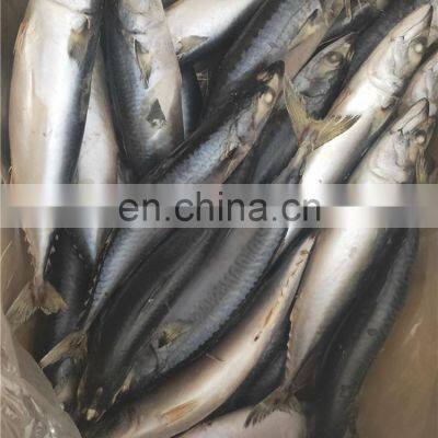 Frozen Pacific Mackerel Fish Scomber Japonicus Chub Mackerel photo-5