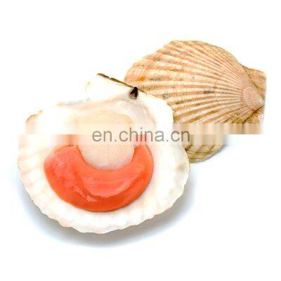 Frozen Farreri Scallop Half Shell Scallop