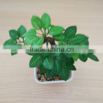 outdoor bonsai rose blossom tree,for indoor decoration Ficus small trees bonsai