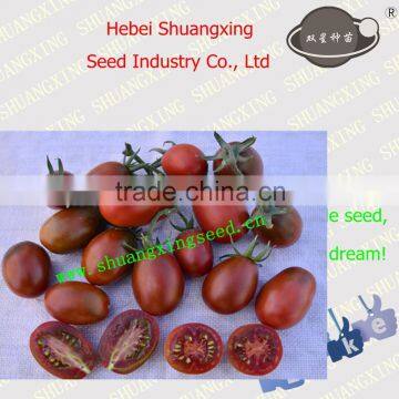 SXTS No.1428 processing type Purple Skin Tomato Seed