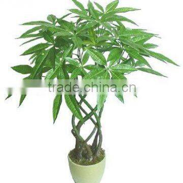 Artificial Fortune Bamboo+