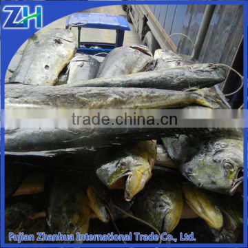 wholesale frozen fish seafood mahi mahi whole round fish