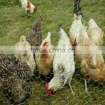 Widely used Hexagonal chicken wire mesh Netting