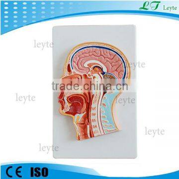 XC-319 Median Section of the anatomical Head brain model