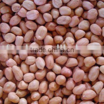 Chinese Peanut