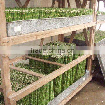 Indoor Plants 50cm Straight Lucky Bamboo Decorative Plant photo-2
