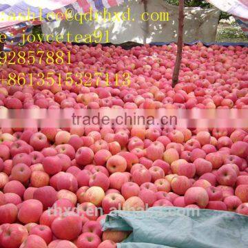 Apple Fuji India Pakistan Southeast Asia Europe UAE South Africa