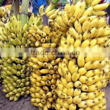 Best indian Banana