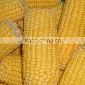 new crop good quality frozen super sweet corn on cob for sales