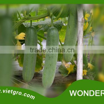 High Yield F1 Hybrid Cucumber Seed - WONDER 05