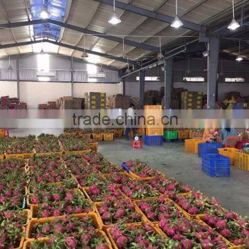 Dragon Fruit photo-2