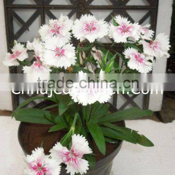 Seasonals-Dianthus(Pack of 6)