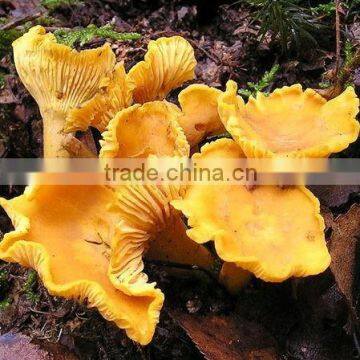 2015 New Wild Fresh Mushroom Specification