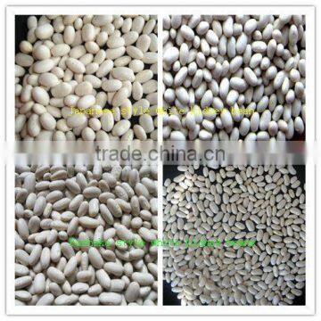 Large White Kidney Beans