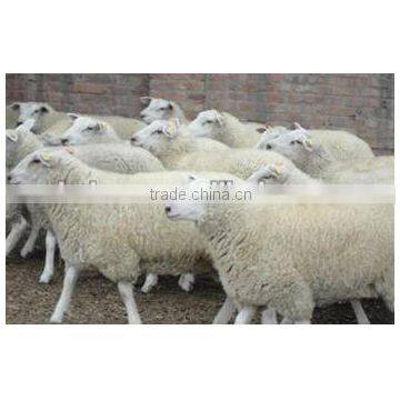 sheep feed additive