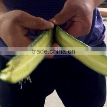 Fruit Vegetable Chinese Cabbage Half Cutting Machine Cutter photo-4