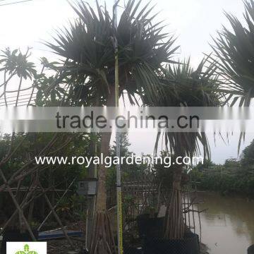 Pandanus Utilis Multi Trunks Nursery Landscaping Tree High 4-6m photo-3