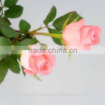 Fresh Cut Diana Rose Flowers High Quality Diana Roses From KUNMING photo-4