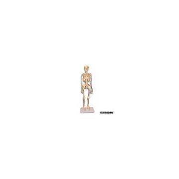 Model of Skeleton with Muscles