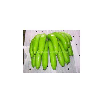 FRESH CAVENDISH BANANA