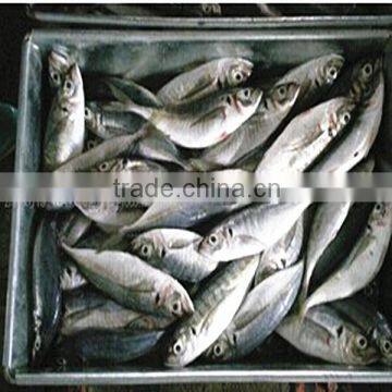 Frozen Horse mackerel Whole Round (round scad fish)