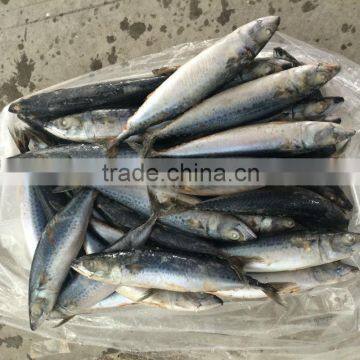 Pacific frozen Mackerel 150/250g sea frozen 100% net weight fish