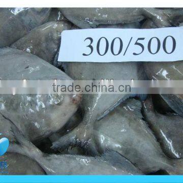 FROZEN BLACK POMFRET FISH WHOLE ROUND