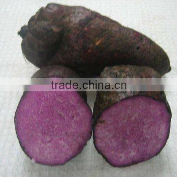 Purple Yam - High Quality - Cheapest Price