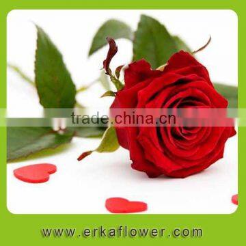 Exquisite real touch latex flower rose