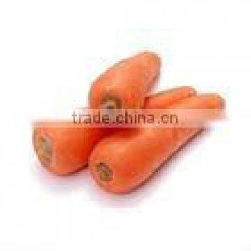 Chinese Fresh Red Carrot