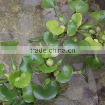 Low Price Crushing And Juice Screw Machine For Water Hyacinth Price In China photo-5