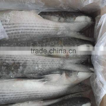 New Arrival Best Quality Frozen Gutted Mullet 1-2kg