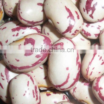 Round Shape light speckled kidney beans