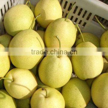 Fresh Shandong Pear 60-70-80 in 15kg Carton