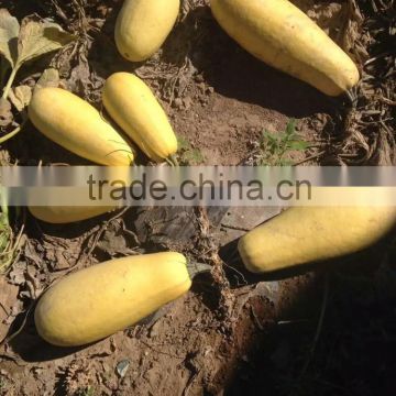 Hybrid for seed zucchini seeds squash seeds for growing-golden abundant