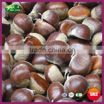 2015 Crop Top Quality Fresh Chinese Chestnut with Bright Color