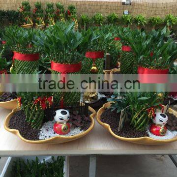 Dracaena Sanderiana Sander photo-6