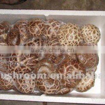 Fresh Style and Brown Color Shiitake Mushroom