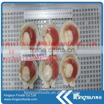 Frozen Sea Scallop on Hot Sale photo-5
