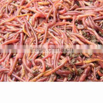 earthworm aquarium fish food