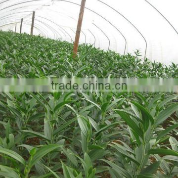 Single-Span Agricultural Greenhouses film for Small Size tomato