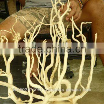 Natural Roots for Aquarium