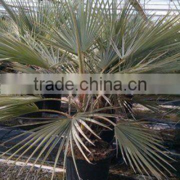 BRAHEA ARMATA photo-4