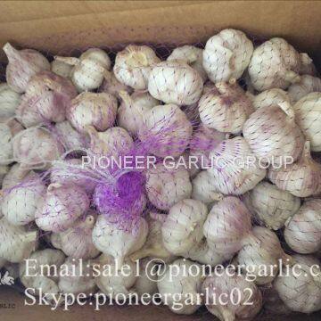 New Crop Fresh Chinese Normal White Garlic (5.0cm, 5.5cm, 6.0cm)Mesh Bag Or Box Packing photo-3